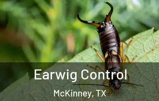  Earwig Control McKinney, TX