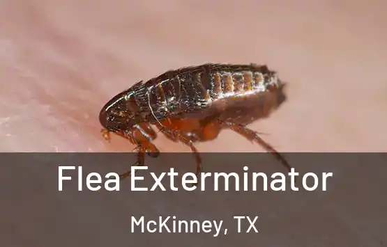  Flea Exterminator McKinney, TX