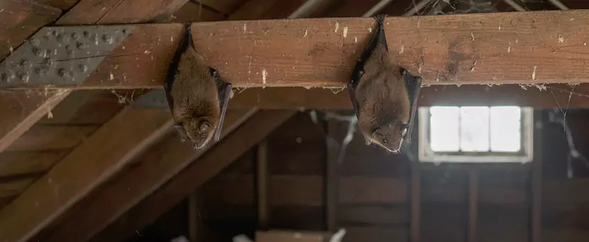 bat-exterminator in McKinney, TX