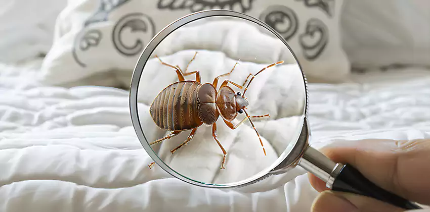 bed-bug-pest-control in McKinney, TX