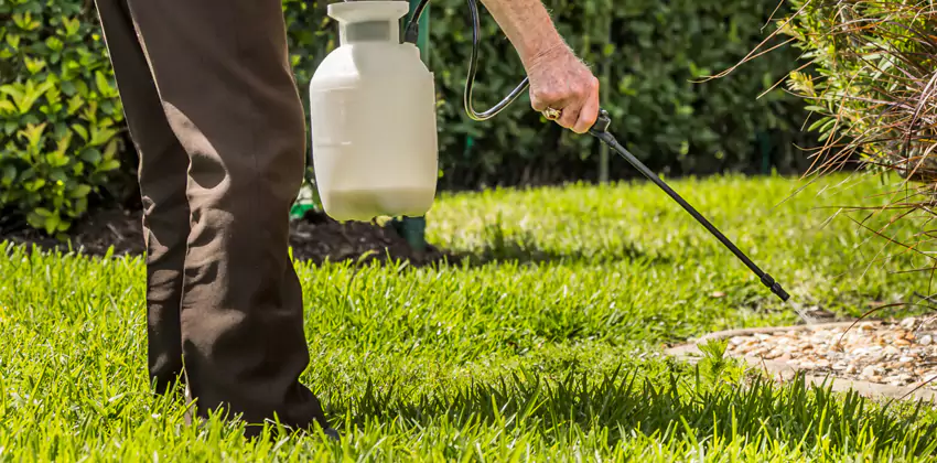 Grub Treatment for Bedrooms McKinney, TX