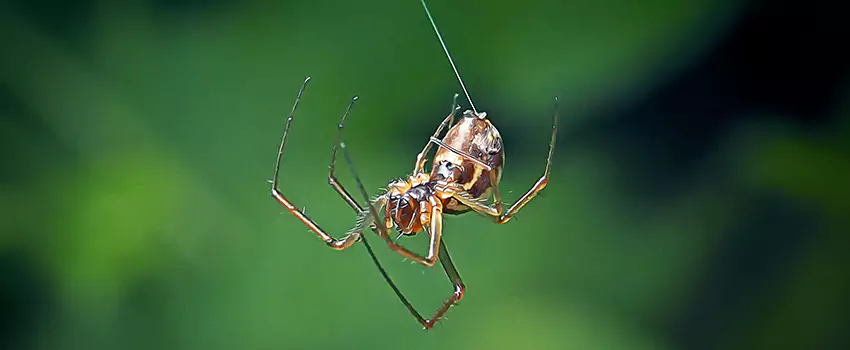 Spider and Mosquito Control Solutions McKinney, TX