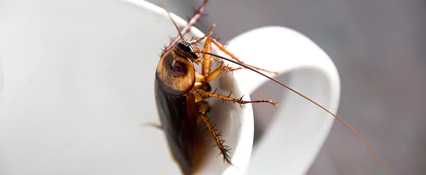 cockroach-treatment in McKinney, TX