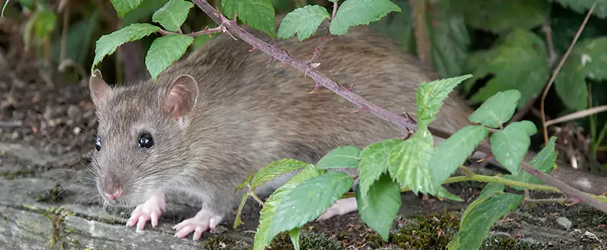 mouse-control in McKinney, TX