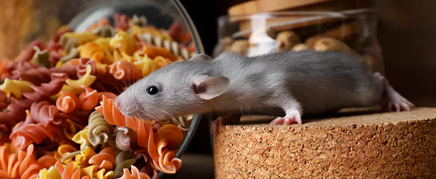 mouse-exterminator in McKinney, TX