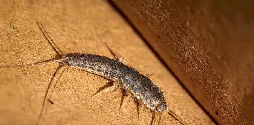 silverfish-control in McKinney, TX
