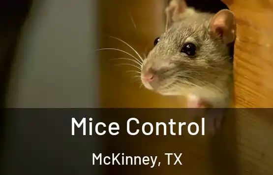  Mice Control McKinney, TX