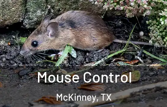  Mouse Control McKinney, TX