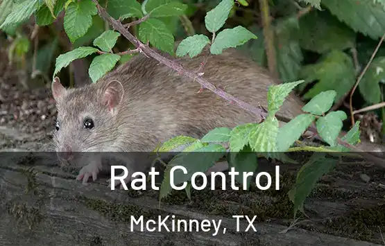  Rat Control McKinney, TX