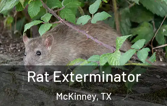  Rat Exterminator McKinney, TX