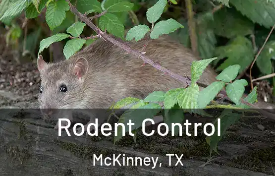  Rodent Control McKinney, TX