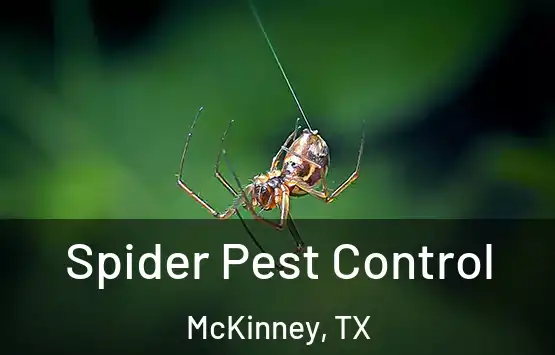  Spider Pest Control McKinney, TX