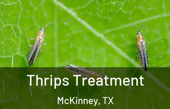  Thrips Treatment McKinney, TX