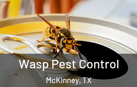  Wasp Pest Control McKinney, TX
