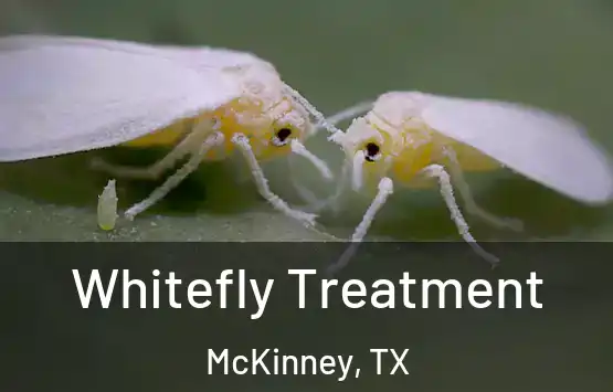  Whitefly Treatment McKinney, TX